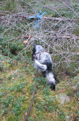 Lovis i spåret, förare Kristina.