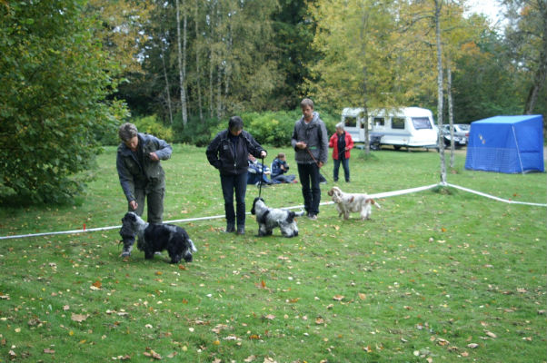 Hanhundsklass, Rikki, Vidar och Harry