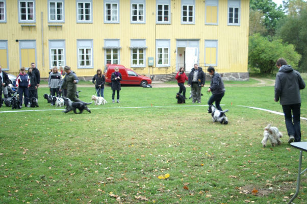 hanarna i rörelser