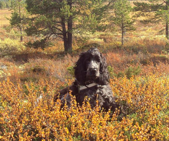 Alvin, som har varit med oss på fjället i Rondane. Han stortrivdes :-)