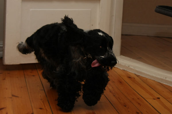 Alvin i full fart...