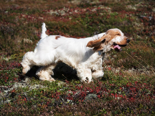 Fant på ett blåsigt fjäll