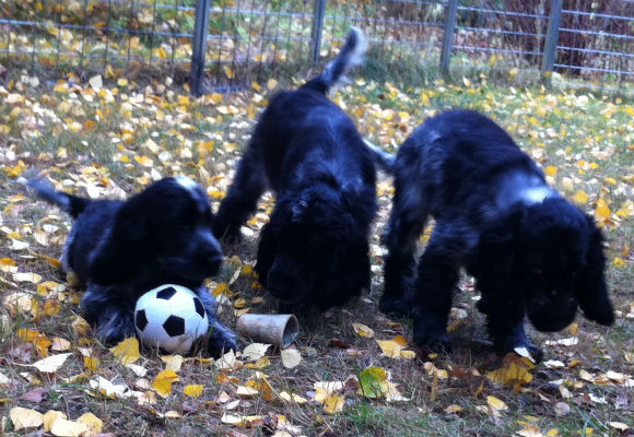 Saga, Sofia och Sara