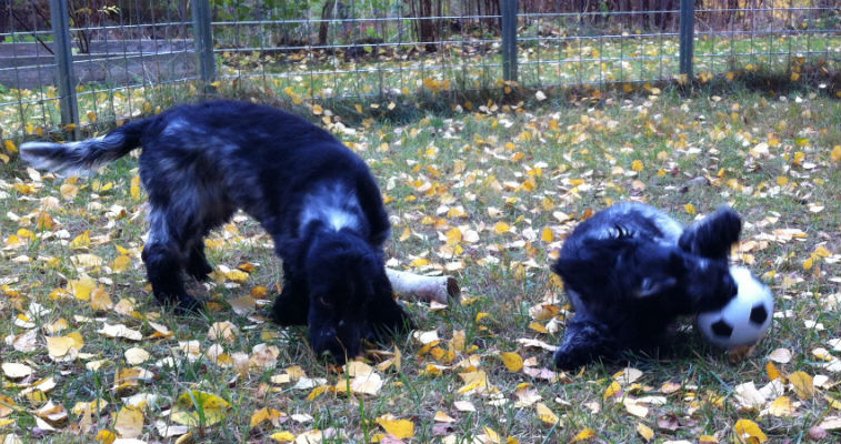 Sara och Saga
