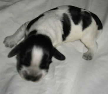 Mezzi 10 dagar