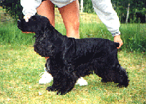 Solbo's Aiko "Dante" 1991- 2002