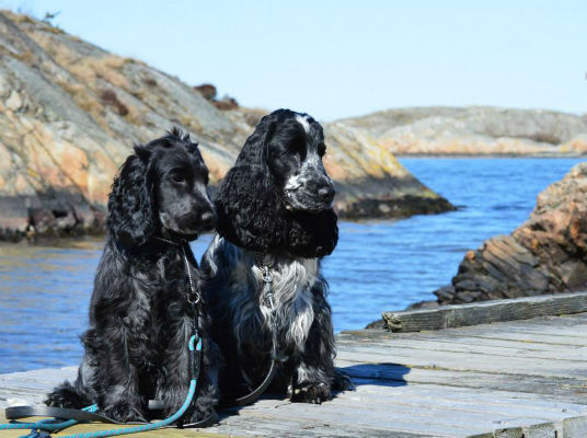 Qia & Miras badpremiär i april på Brännö 2015