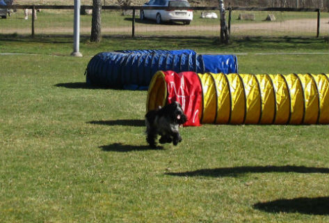 Sagas debut i tunnelagility 20150418