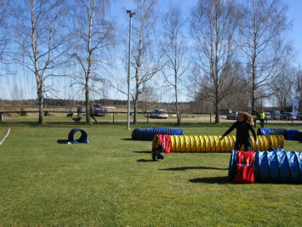 Debut för Saga i agility