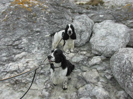 Viktor & Amigo på Gotland