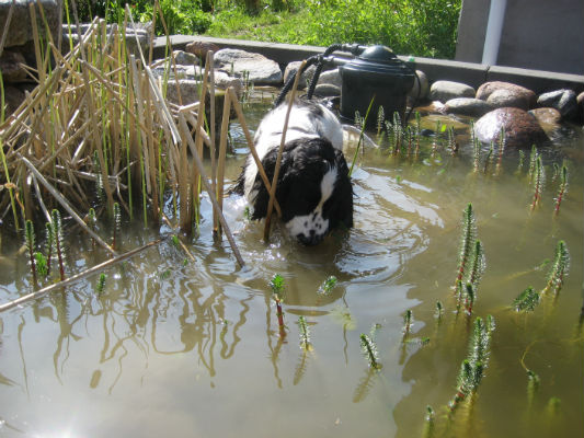 Vad gör man när man har hittat en egen pool?