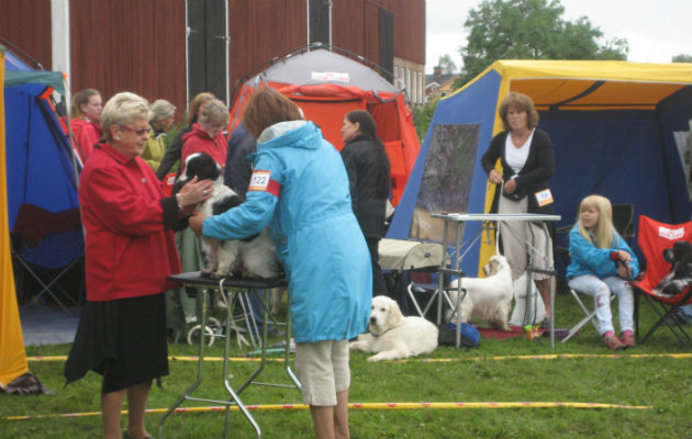 Sjösvängens Viktor Vindil 20120711 debut i ringen