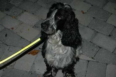 Enzo på promenad 2008