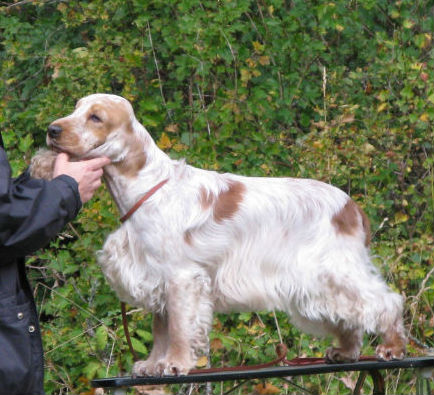 Sjösvängens Fin Som Farin "Harry"