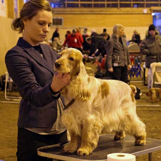 Sjösvängens Fin Som Farin "Harry" Exellent! Strömsholm 2011 Foto: Hannah Säveholm