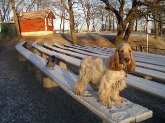 Julhälsning från Harry och kråkan