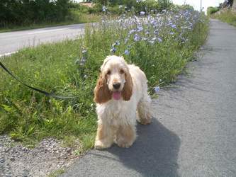 Harry på Öland sommaren 2007