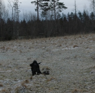 här är det Oskar som kollar in fågeln.