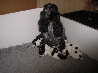 Stolt mamma