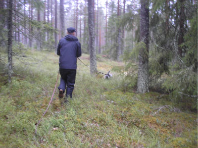 Lovis i spåret med lånad husse...