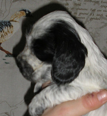Vilda