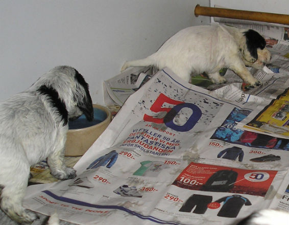 Törstig blir man... Vilde läser tidningen
