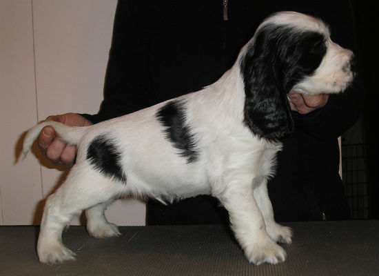 Vitalis Vindbris 6v