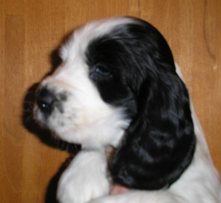 Vitalis Vindbris 6v