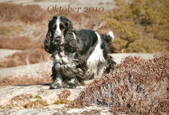 OKTOBER 2010