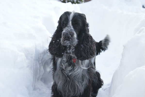 Julhälsning från Wilma med familj 2010