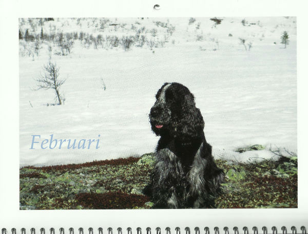 FEBRUARI 2015