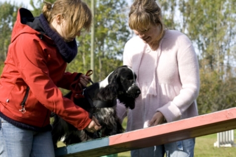 Wilma prövar på agility sept08 Foto: Anna Johansson