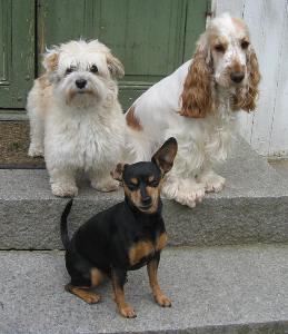 Här sitter Meya och Ozzy med kompis Maja