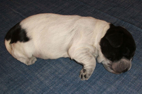 Yatzy blue roan 1v
