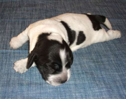 Yatzy blue roan 1v
