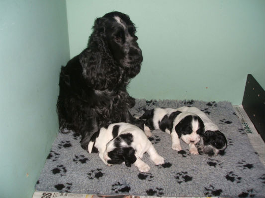 Mamma Nellie håller koll