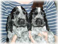 2 hanar