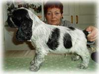 Tintin 8v