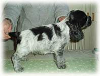 Viggo 8v