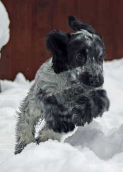 Snö är jättekul! Foto: Hannah Säveholm