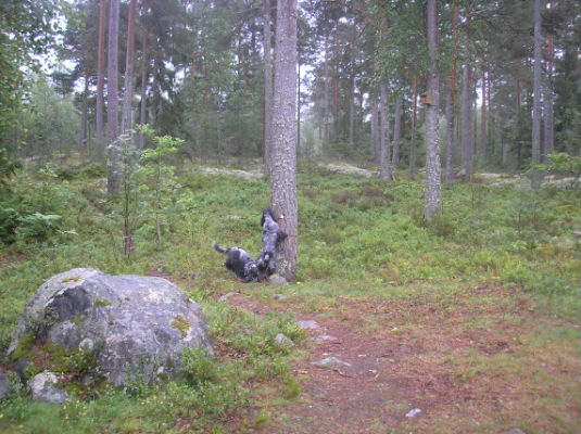 teamwork - Tuva tar godis högt o Ebba tar nertill.