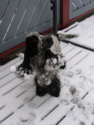 Vidar i första snön och blöt var den...