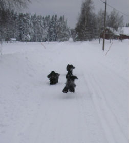 Trix flyger fram efter kommer Lotten och Nikki.